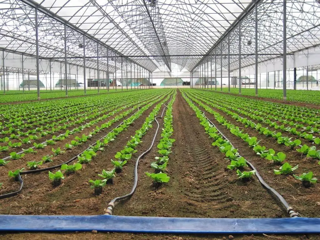 Greenhouses and Protected Cultivation