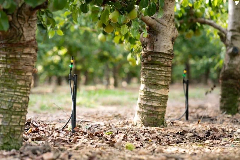 Orchards and Fruit Plantations