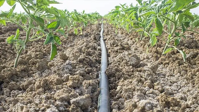 Vegetable Cultivation